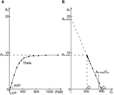 Elevated CO2 and ammonium nitrogen promoted the plasticity of two maple in great lakes region by adjusting photosynthetic adaptation